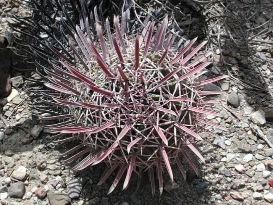 Name:  ferocactus latispinus in habitat.jpg
Views: 1838
Size:  76.7 KB