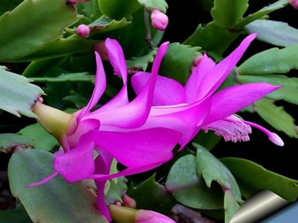 Name:  Zigocactus Truncatus (Custom).jpg
Views: 9118
Size:  39.5 KB