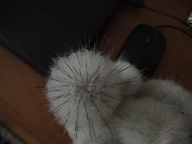 Name:  DSC00002.JPG
Views: 903
Size:  54.2 KB