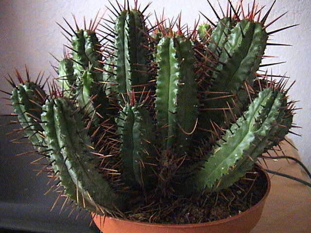 Name:  DSC00003.JPG
Views: 1028
Size:  59.4 KB