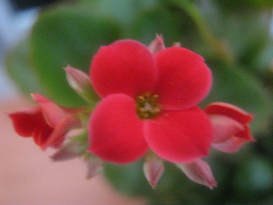 Name:  katmersiz krmz 1.JPG
Views: 1941
Size:  33.8 KB
