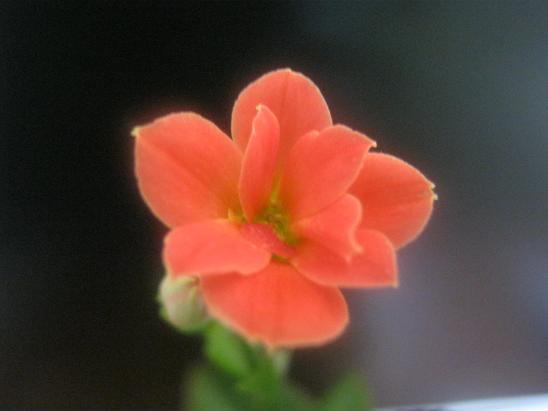 Name:  turuncu.JPG
Views: 1918
Size:  30.9 KB
