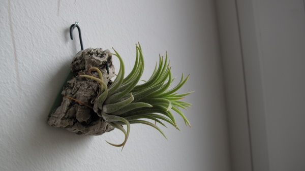Name:  Tillandsia.JPG
Views: 2206
Size:  54.7 KB