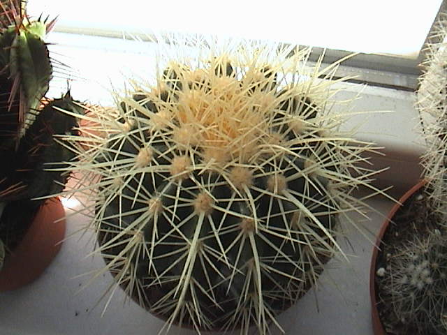 Name:  DSC00003.JPG
Views: 3396
Size:  61.6 KB