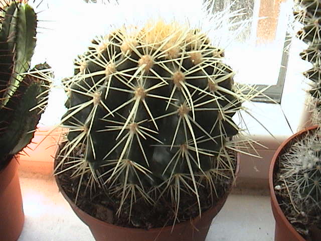 Name:  DSC00004.JPG
Views: 1771
Size:  62.1 KB