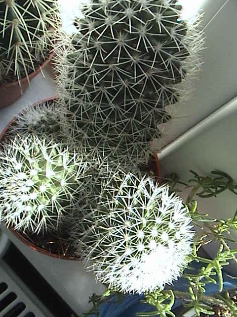 Name:  DSC00006.JPG
Views: 1094
Size:  59.9 KB