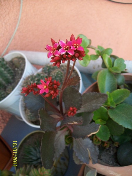 Name:  100_2358.jpg
Views: 980
Size:  69.3 KB