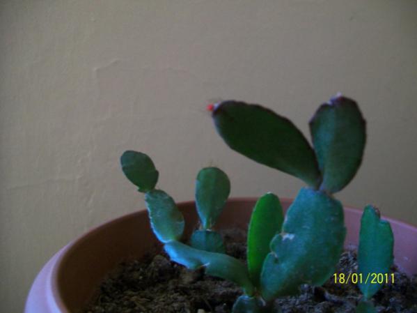 Name:  100_2364.jpg
Views: 2945
Size:  20.2 KB