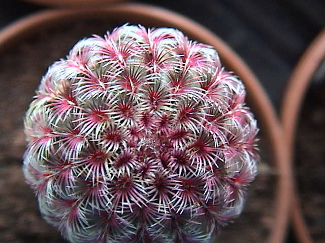 Name:  DSC00034.JPG
Views: 1320
Size:  60.4 KB