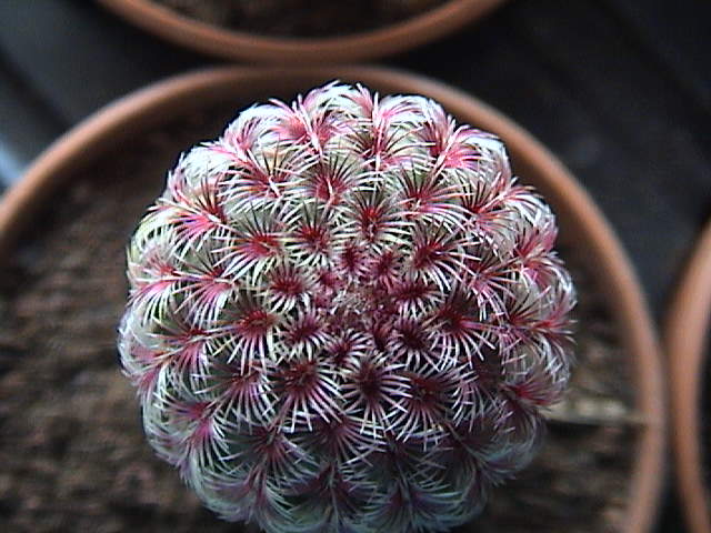 Name:  DSC00033.JPG
Views: 1378
Size:  60.6 KB