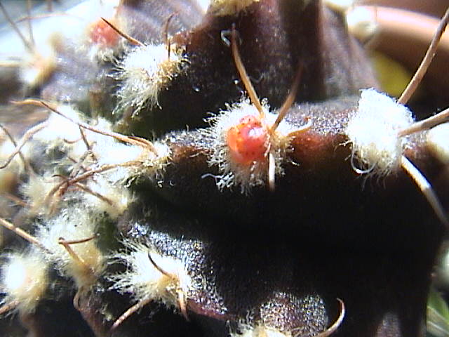 Name:  DSC00037.JPG
Views: 815
Size:  59.8 KB