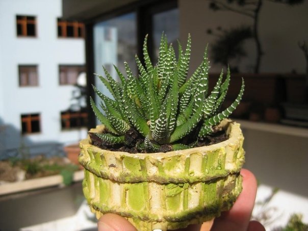 Name:  fasciata.jpg
Views: 2369
Size:  53.3 KB