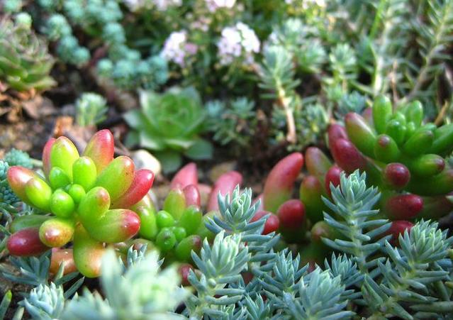 Name: sedum bahçem.jpg
Views: 2908
Size: 57.7 KB