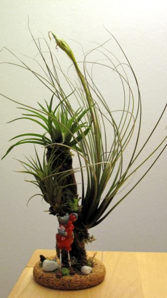 Name:  Tillandsia -20.jpg
Views: 1574
Size:  29.0 KB