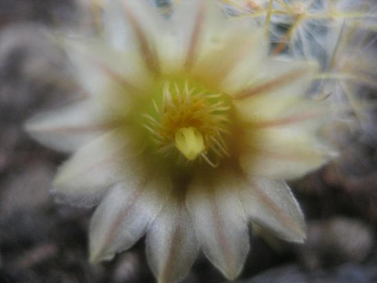 Name:  m prolifera .JPG
Views: 1613
Size:  34.1 KB