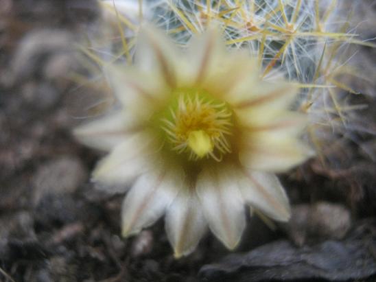 Name:  m prolifera iek.JPG
Views: 1685
Size:  38.7 KB
