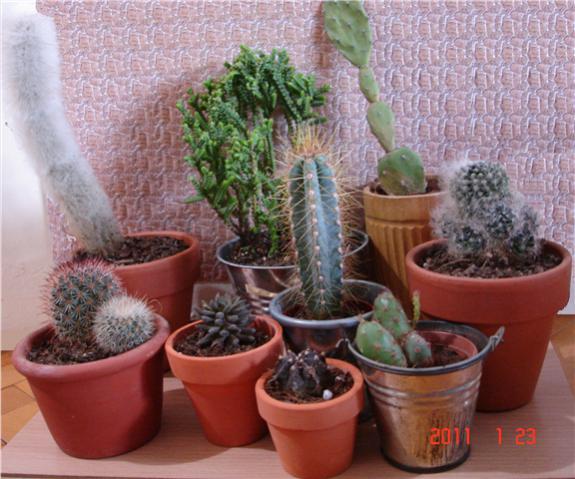 Name:  kark (Small).jpg
Views: 1009
Size:  50.8 KB
