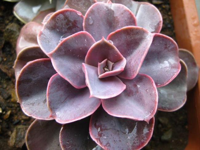 Name:  pvn.jpg
Views: 1967
Size:  46.6 KB