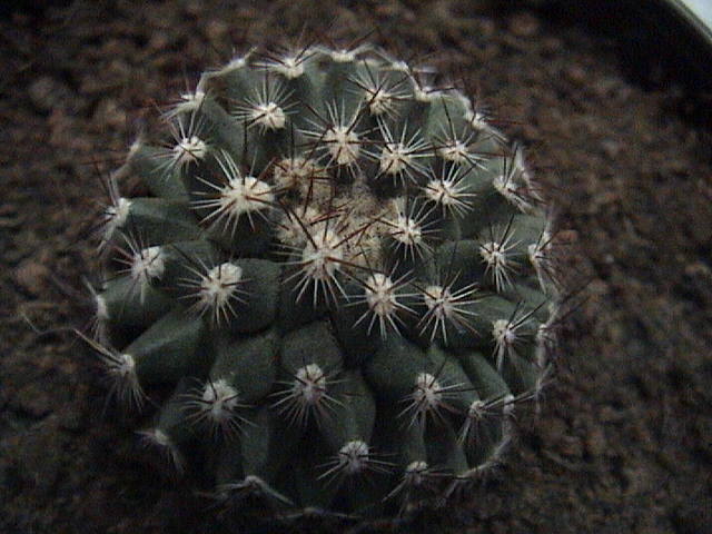 Name:  DSC00043.JPG
Views: 590
Size:  59.0 KB