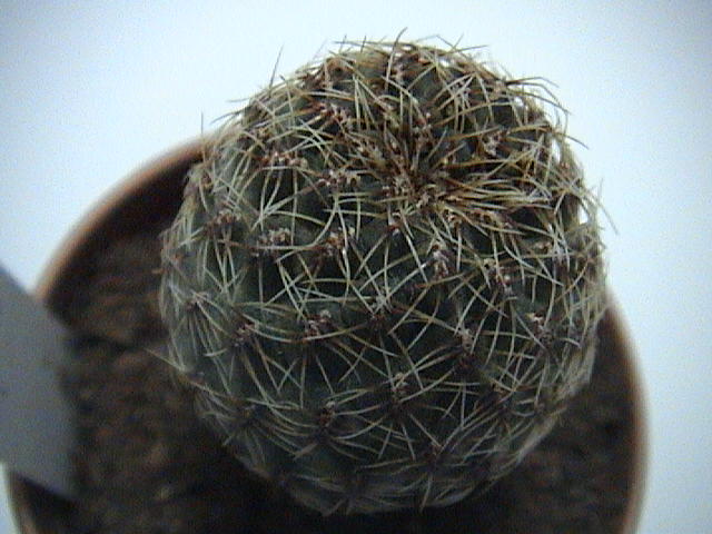 Name:  DSC00041.JPG
Views: 873
Size:  60.6 KB