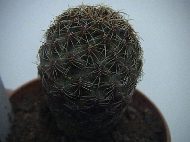 Name:  DSC00044.JPG
Views: 814
Size:  59.8 KB