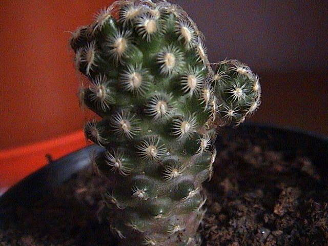 Name:  DSC00032.JPG
Views: 843
Size:  58.3 KB