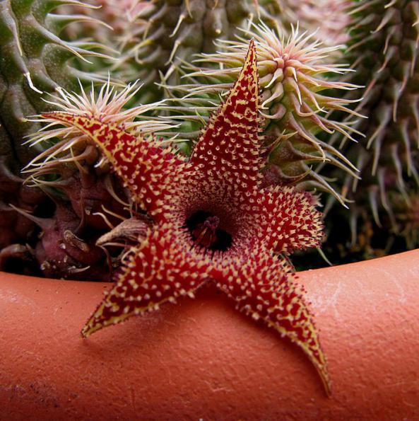 Name:  Huernia pillansii (3).jpg
Views: 1717
Size:  73.1 KB