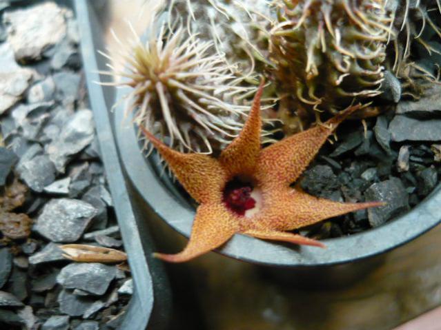 Name:  Huernia Pillansii (2).jpg
Views: 1509
Size:  51.8 KB