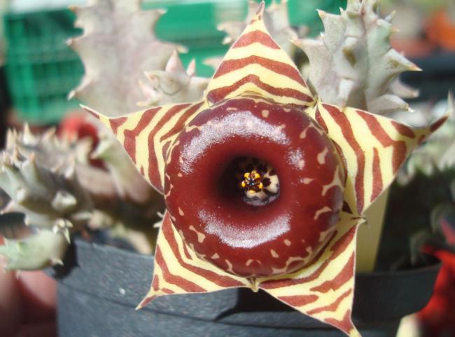 Name:  Huernia Zebrina1.jpg
Views: 1629
Size:  44.2 KB