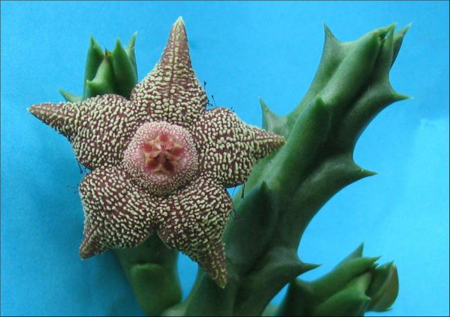 Name:  Orbea cooperi.jpg
Views: 2092
Size:  45.3 KB