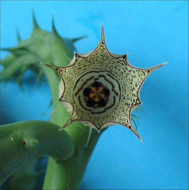 Name:  Huernia Mccoyi sp nova.jpg
Views: 1670
Size:  45.8 KB
