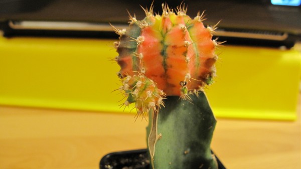 Name:  IMG_0179 (600 x 337).jpg
Views: 2391
Size:  34.1 KB