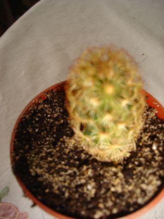Name:  DSC00113.JPG
Views: 392
Size:  38.2 KB