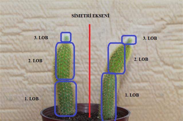 Name:  Cleistocactus Winteri2 (Small)2.jpg
Views: 1421
Size:  33.6 KB