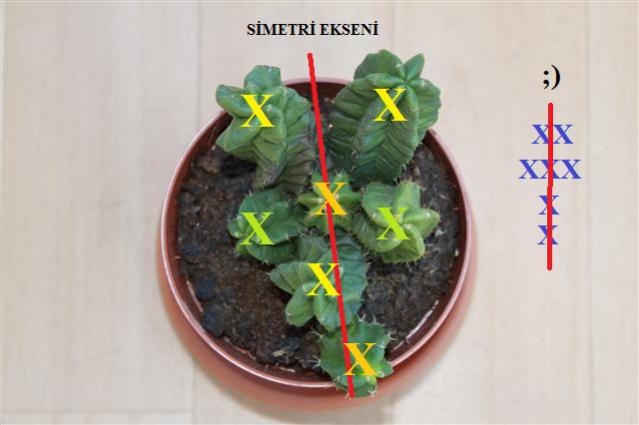 Name:  Echinocereus morricali3 (Small)2.jpg
Views: 1092
Size:  30.3 KB