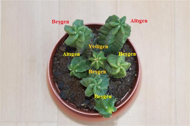 Name:  Echinocereus morricali3 (Small)3.jpg
Views: 1754
Size:  67.0 KB