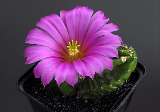 Name:  Echinocereus Morricali (Small) (Small).jpg
Views: 1285
Size:  30.1 KB