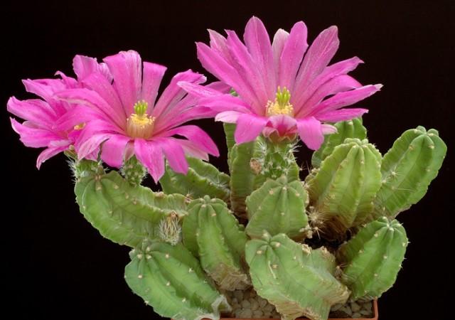 Name:  Echinocereus Morricali (2).jpg
Views: 1447
Size:  38.9 KB