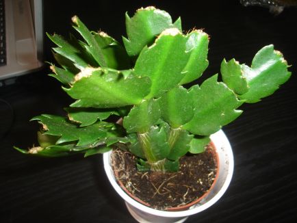 Name:  DSC00274.JPG
Views: 401
Size:  43.2 KB