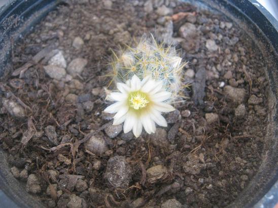 Name:  m prolifera.JPG
Views: 1943
Size:  59.4 KB