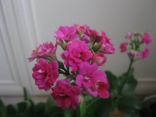 Name:  pembe kalanchoe.JPG
Views: 1984
Size:  35.2 KB