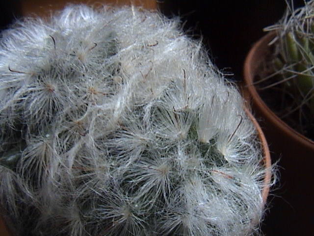Name:  DSC00147.JPG
Views: 759
Size:  60.8 KB