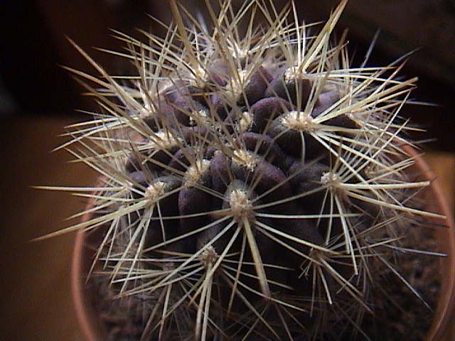 Name:  DSC00155.JPG
Views: 754
Size:  59.2 KB
