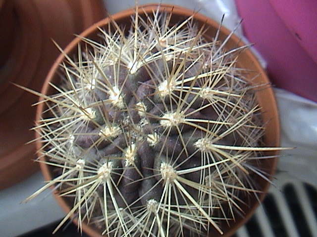 Name:  DSC00158.JPG
Views: 729
Size:  60.7 KB