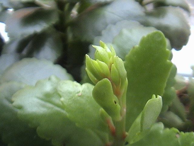 Name:  DSC00140.JPG
Views: 720
Size:  62.3 KB