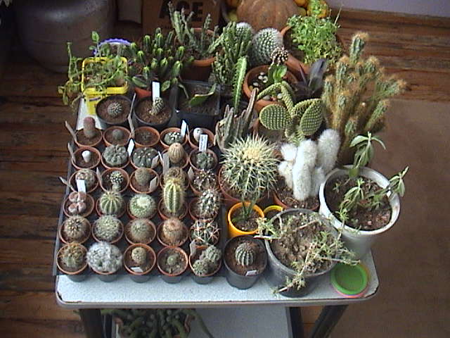 Name:  DSC00218.JPG
Views: 848
Size:  62.3 KB