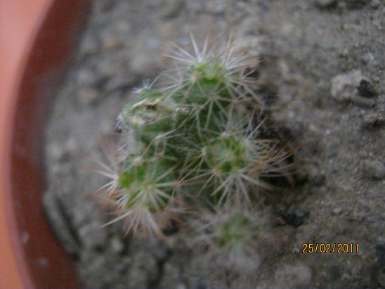 Name:  adsz 1.JPG
Views: 1511
Size:  41.5 KB