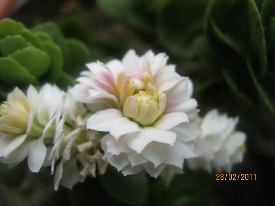 Name:  kalanchoe.JPG
Views: 1589
Size:  34.5 KB