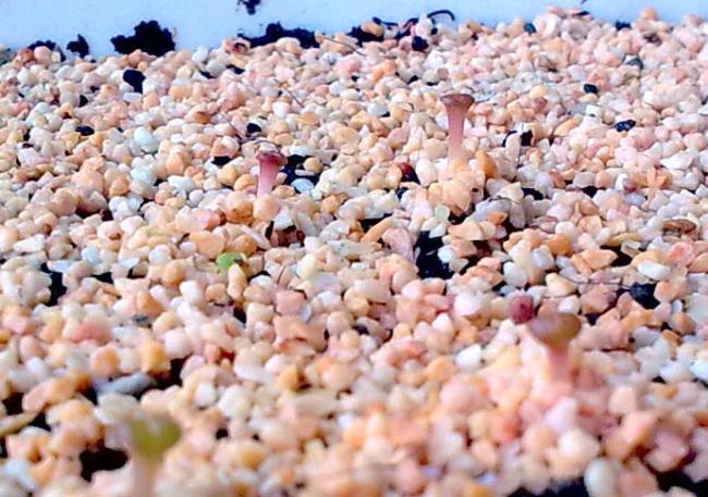 Name:  lithops03.jpg
Views: 1853
Size:  65.4 KB