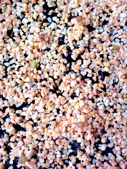 Name:  lithops05.jpg
Views: 1853
Size:  87.0 KB